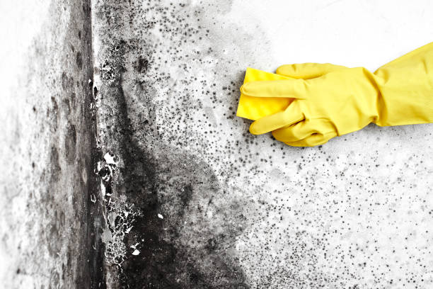 Best Residential Mold Removal  in Norwalk, OH