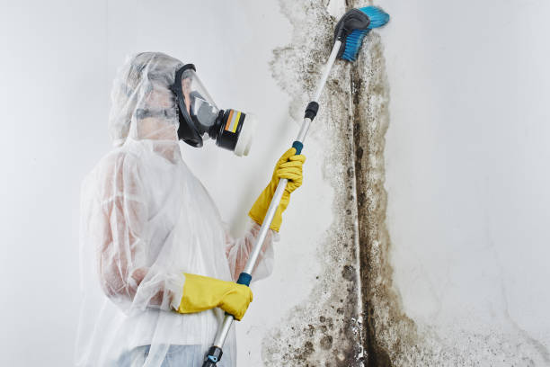 Best Residential Mold Removal  in Norwalk, OH