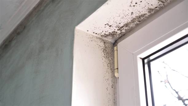 Best Mold Inspection  in Norwalk, OH