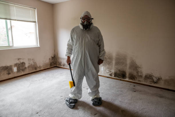 Best Mold Damage Repair  in Norwalk, OH