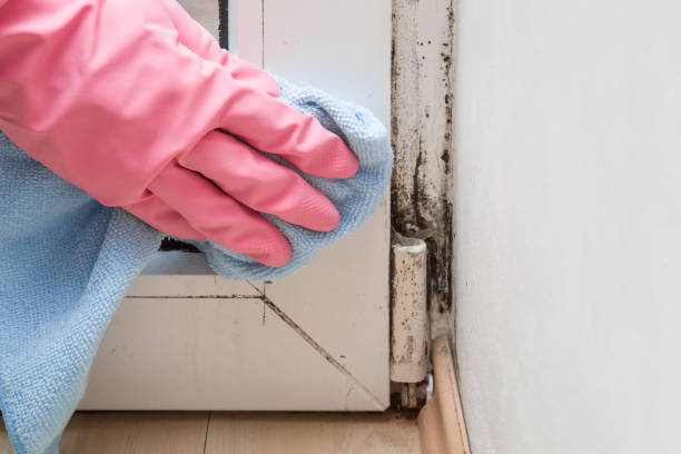 Best Affordable Mold Removal  in Norwalk, OH